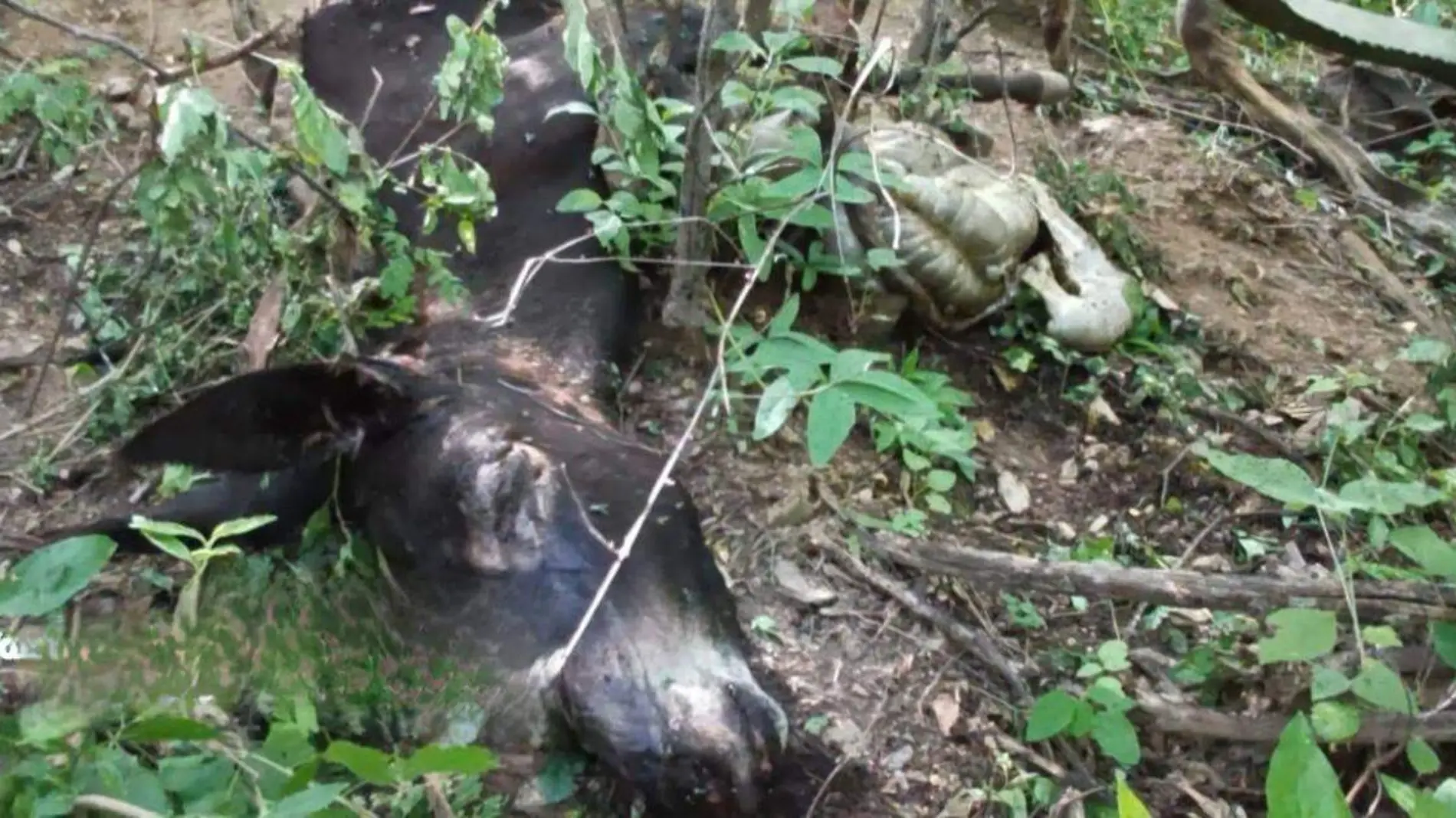 Los ataques han sido en Hermenegildo Galeana